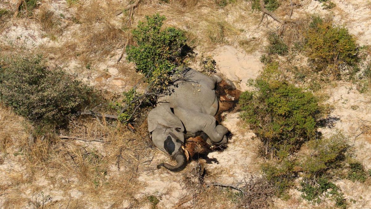 Cientos de elefantes muertos en Botswana: la causa sigue siendo un misterio