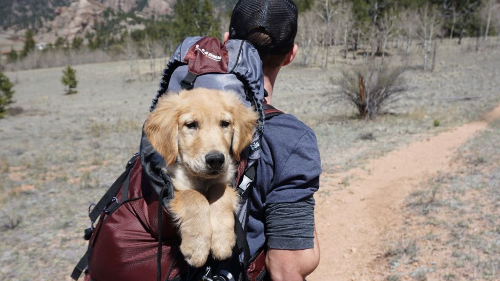 No sin mi perro: lo que tienes que saber para viajar con tu animal de compañía