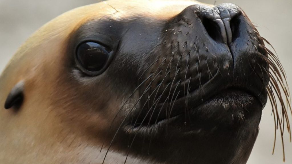 Nadie sabe por qué los leones marinos decapitados siguen apareciendo en la isla de Vancouver Nadie sabe por qué los leones marinos decapitados siguen apareciendo en la isla de Vancouver