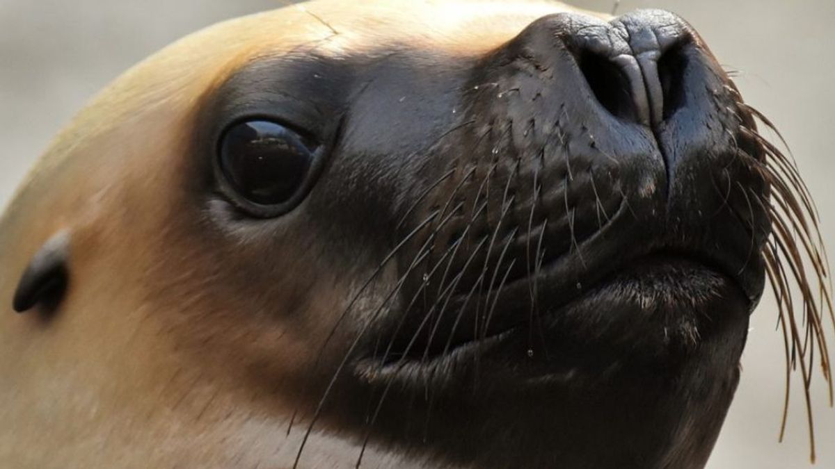 Nadie sabe por qué los leones marinos decapitados siguen apareciendo en la isla de Vancouver