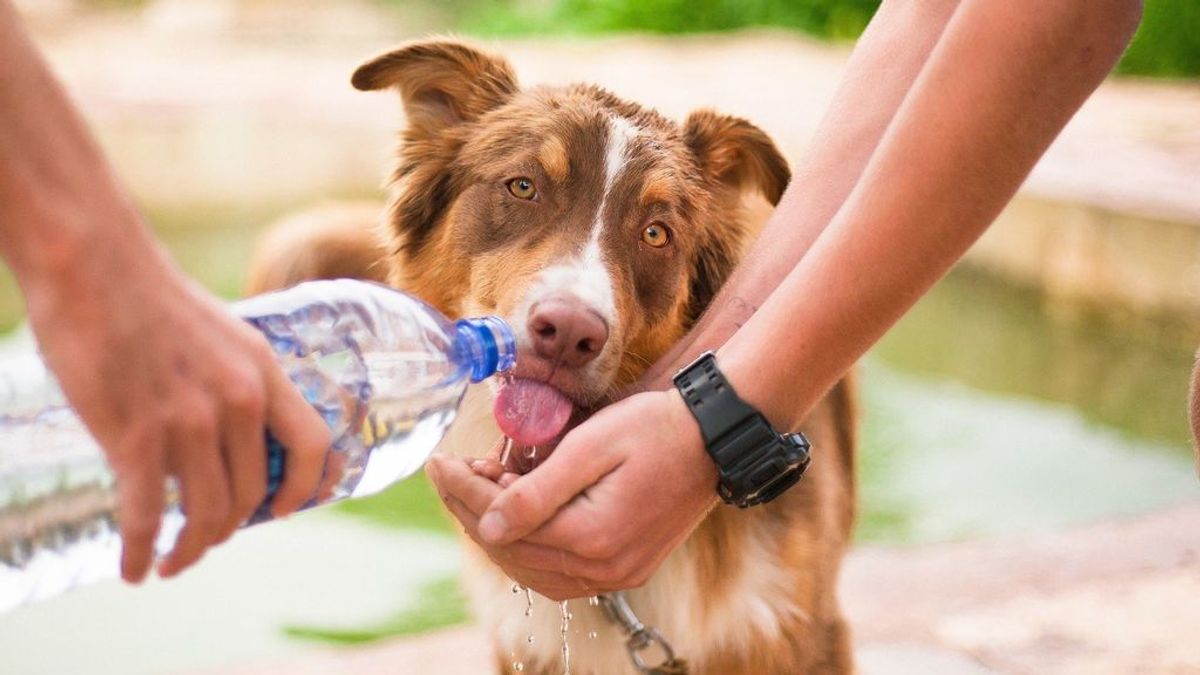 Los perros también son para el verano: ayuda a tu perrete a superar la ola de calor