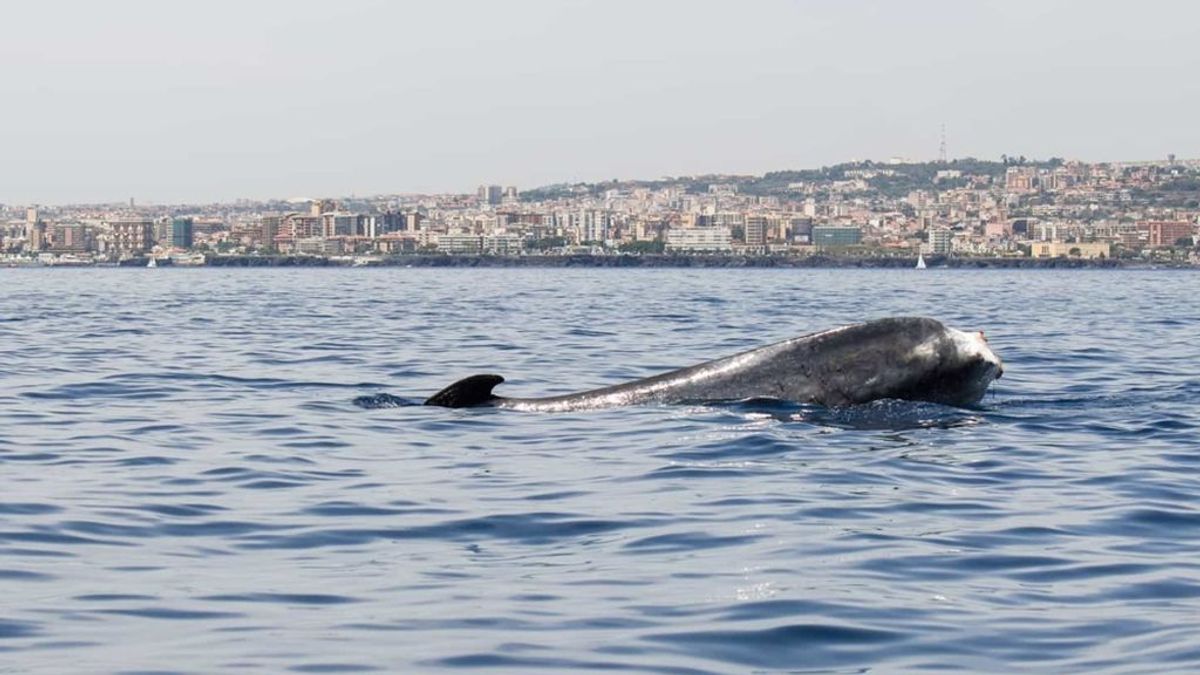 La ballena sin cola que intriga a Italia desde 2005 sale al mar