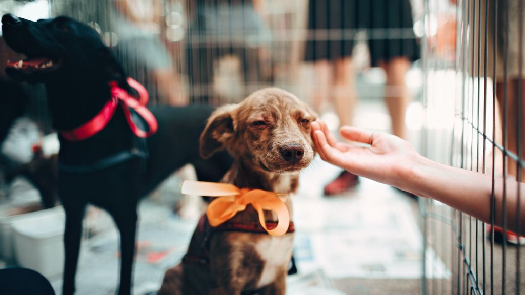 Con referencias, personal cualificado, espacio y papeles en orden: claves para encontrar la mejor residencia para tu mascota