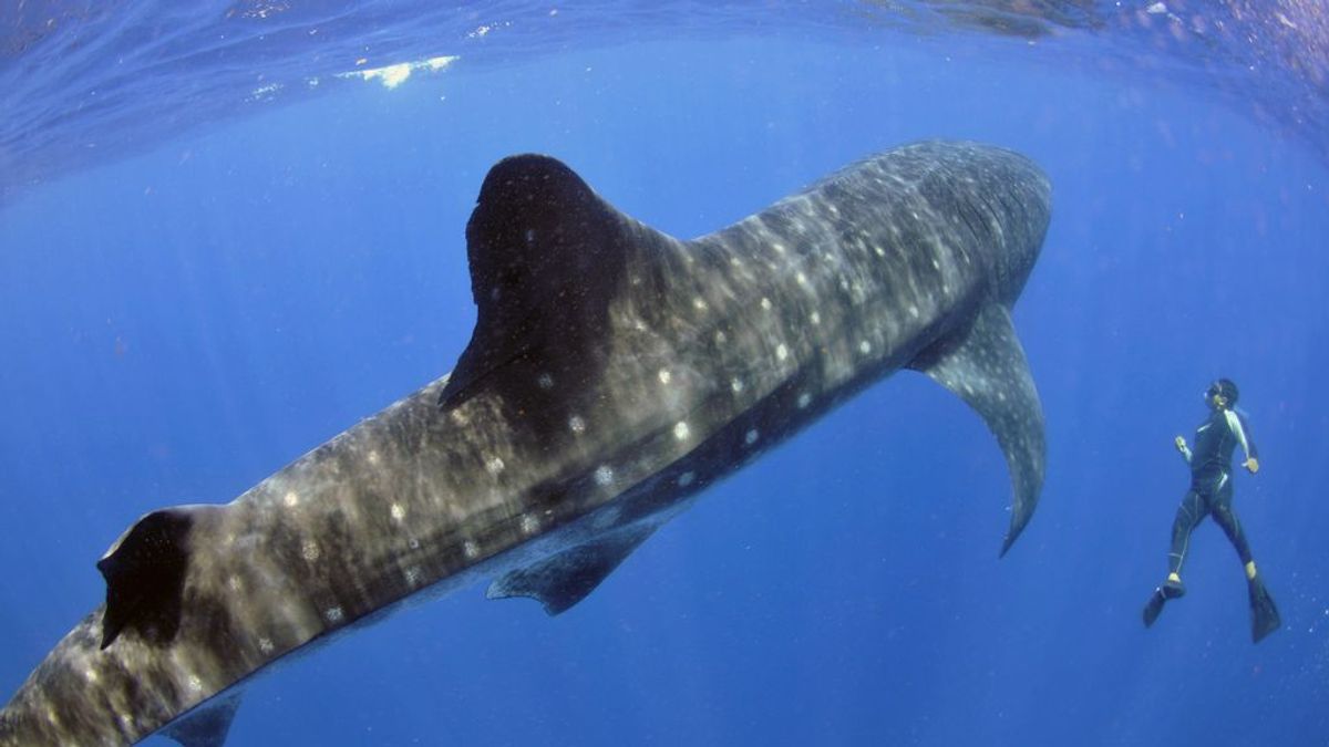 El tiburón ballena tiene dientes en los ojos, según un nuevo estudio