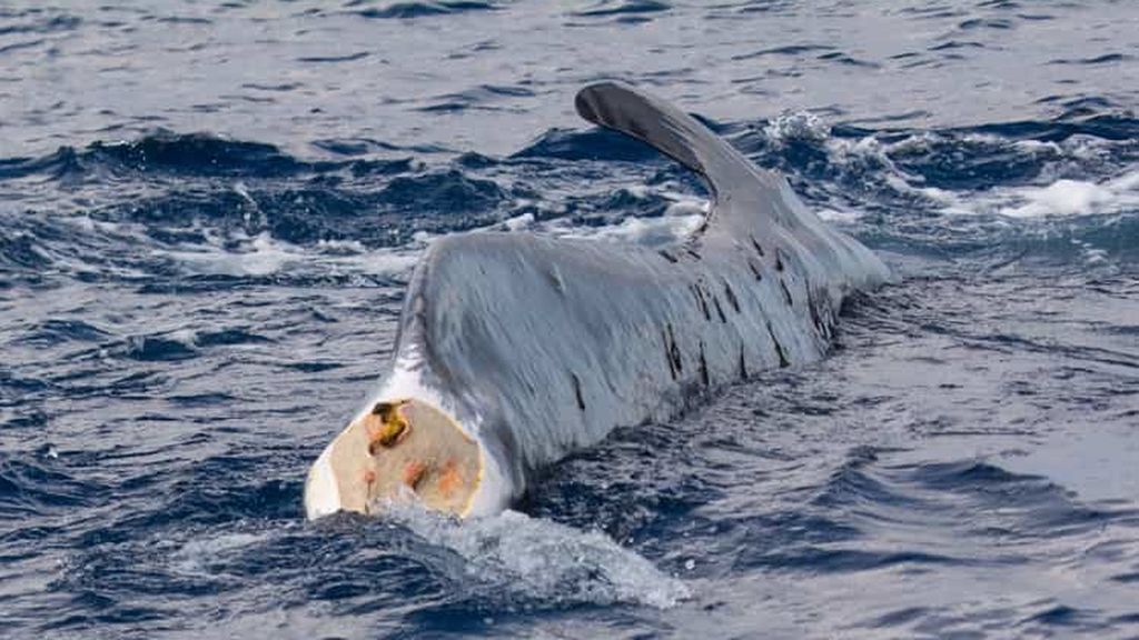 Codamozza4__Carmelo_Isgro