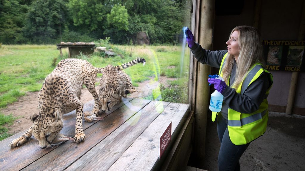 La OMS indica que "cada vez hay más pruebas" de la transmisión de Covid de humanos a felinos y perros La OMS indica que "cada vez hay más pruebas" de la transmisión de Covid de humanos a felinos y perros