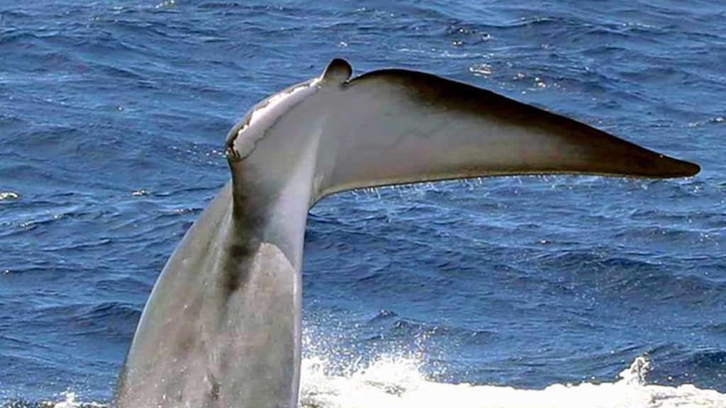 XBalenottera-comune_Tethys_C.-Lanfredi_small-copy-1030x580