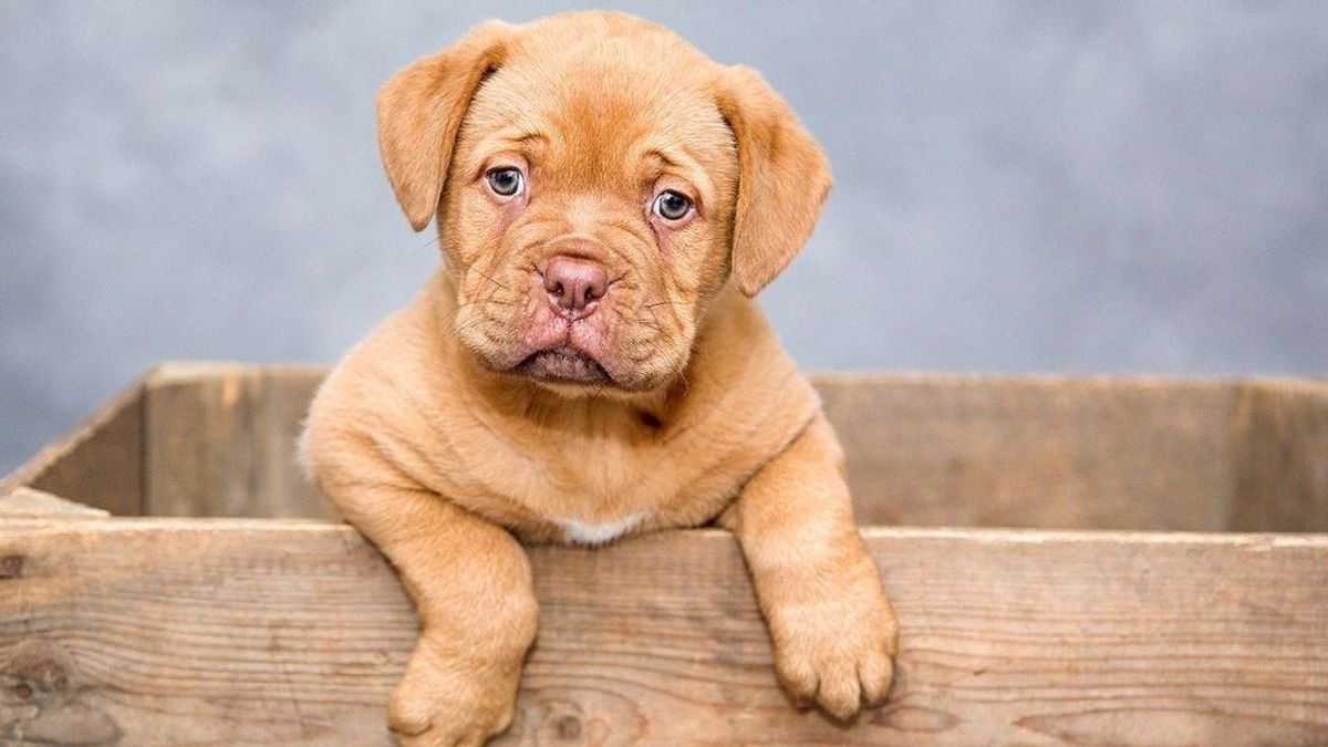 Un nuevo estudio desmiente que un año de perro equivalga a siete de un humano