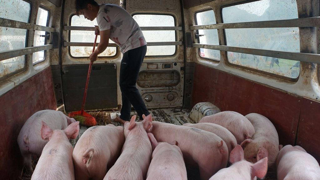 Alerta sin alarma: qué hacer frente al virus porcino con ‘potencial pandémico’ detectado en China Alerta sin alarma: qué hacer frente al virus porcino con ‘potencial pandémico’ detectado en China