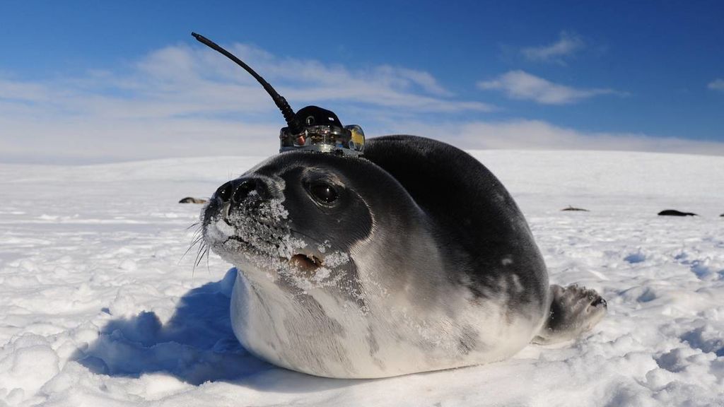 Focas y robots ayudan a los científicos a descubrir las desconocidas corrientes del océano Antártico Focas y robots ayudan a los científicos a descubrir las desconocidas corrientes del océano Antártico