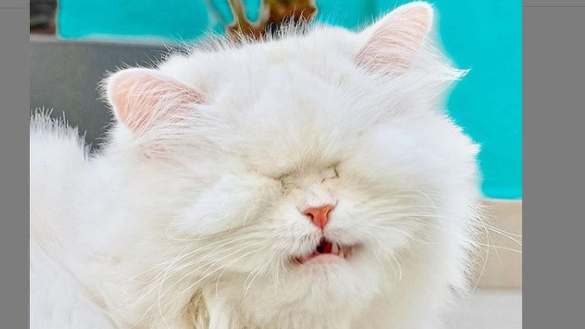 Moet, la gatita que perdió los ojos por el mal cuidado de su dueño, se convierte en una estrella de Internet
