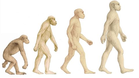 Un Estudio Revela Que El Homo Erectus No Era Esbelto Y Ligero Sino Compacto Achaparrado Y Robusto Nius