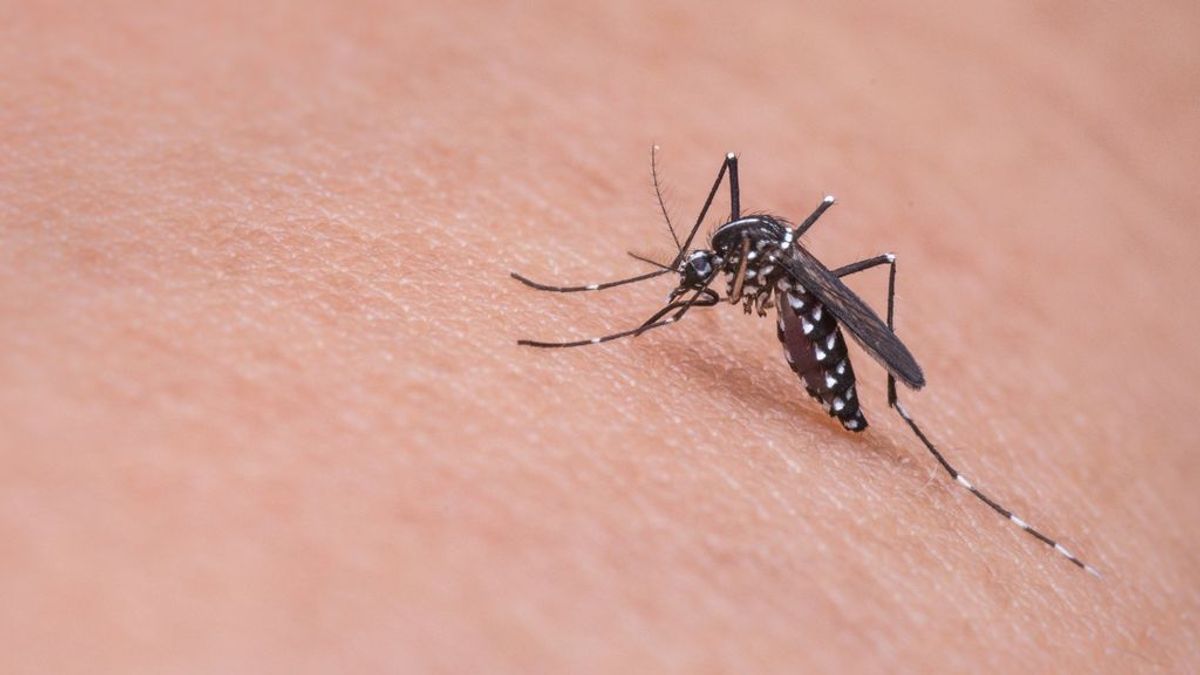 ¿Cómo combatir las picaduras de mosquito?