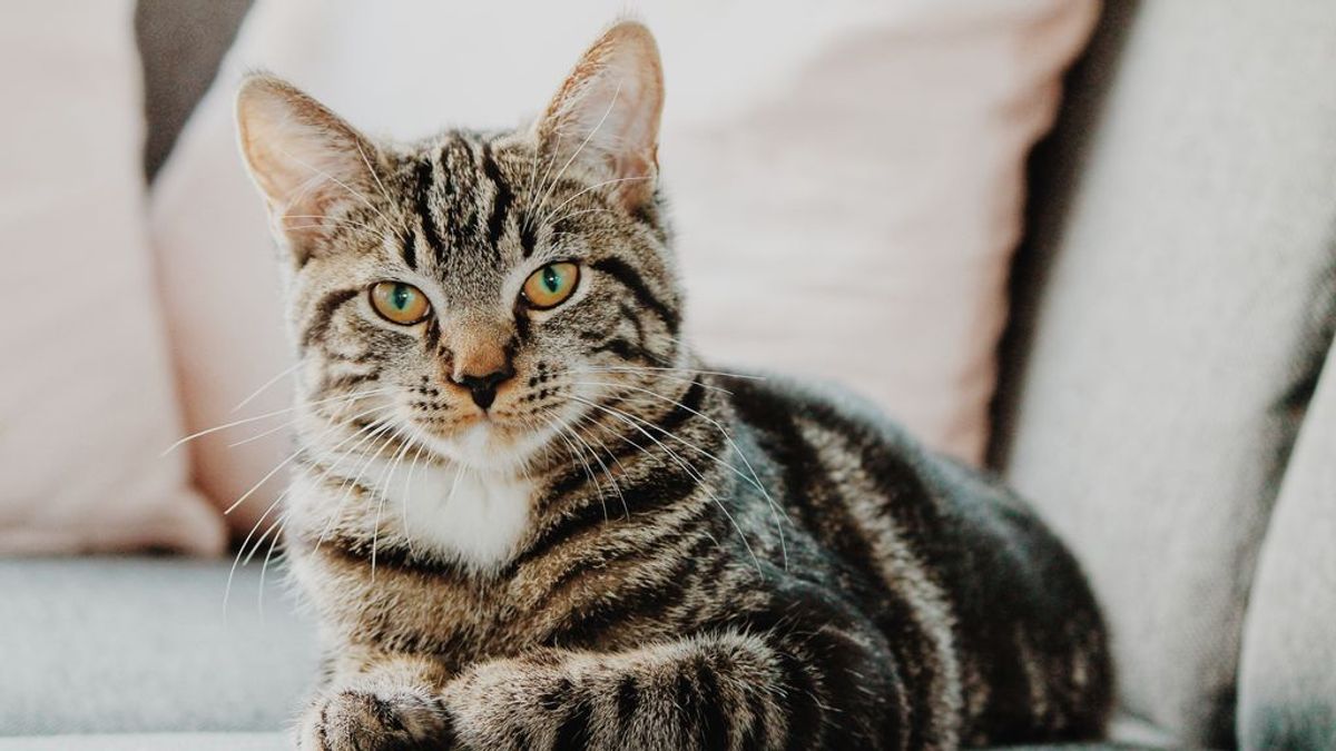 Mi gato no para de maullar y no sé qué hacer: causas y soluciones para ese problema