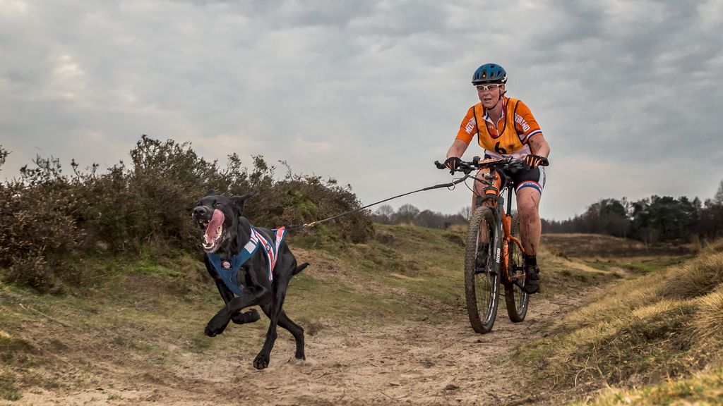 Bici, perro y campo: mejores razas caninas para practicar bikejoring, un deporte que es tendencia