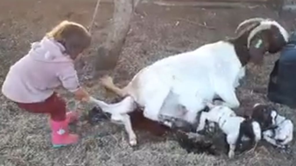La niña granjera que ayuda a parir a terneras y cabras