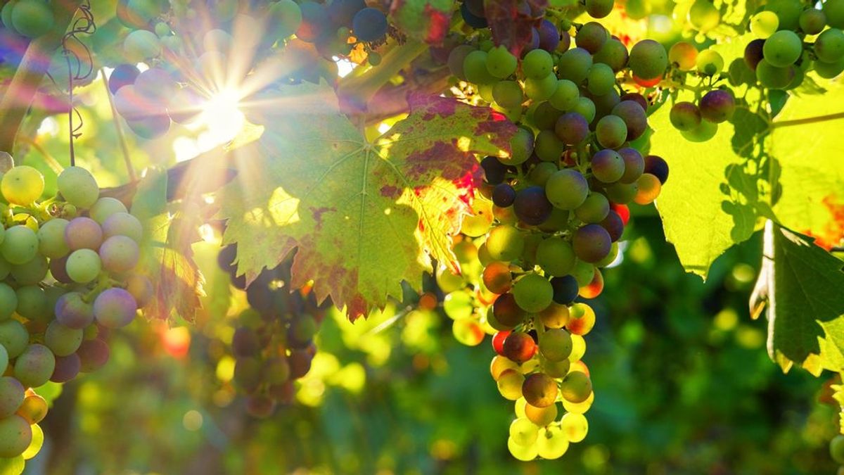 Qué es el vino natural: cómo se elabora este tipo de vino