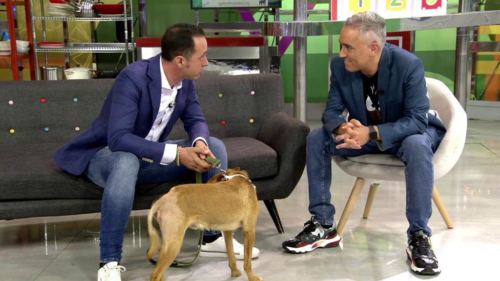 Rubio necesita un nuevo hogar: “Es un acto de generosidad, no una adopción”
