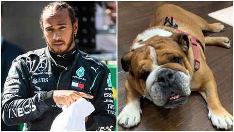Lewis Hamilton Hace Vegano A Su Perro Roscoe Deportes Cuatro