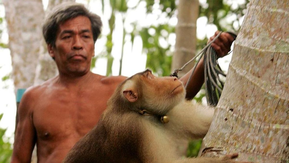 Polémica en Tailandia por la tradición de usar a los macacos para recolectar cocos
