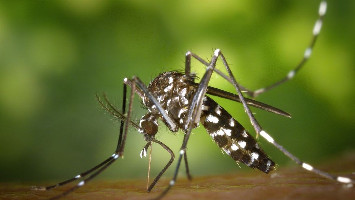 Esta primavera ha registrado el mayor número de mosquitos tigre de los últimos cinco años Esta primavera ha registrado el mayor número de mosquitos tigre de los últimos cinco años