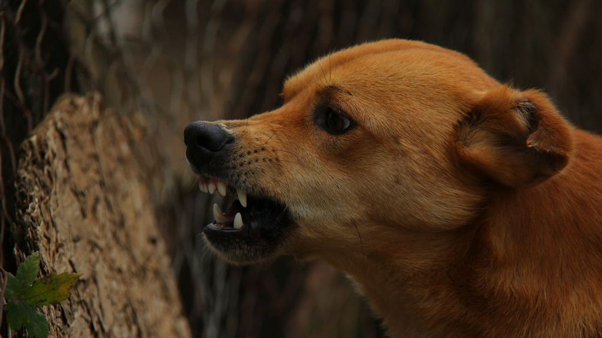 Un juzgado de Avilés rechaza la denuncia de una mujer contra el dueño del perro que le mordió