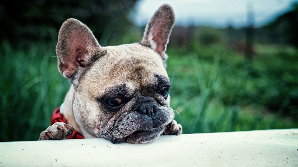 Ni tienen privacidad ni la conocen, pero es posible enseñar a un perro a esperar fuera del baño