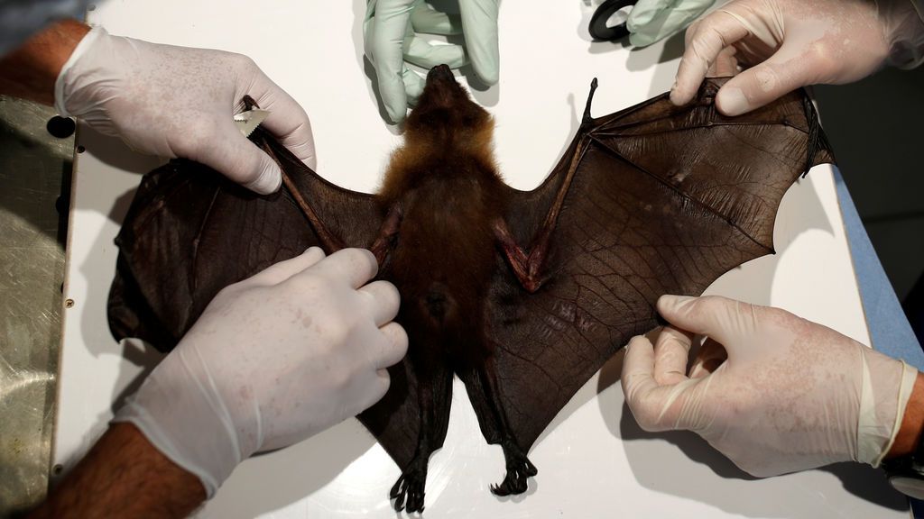 Investigadores del coronavirus extraen sangre a un murciélago