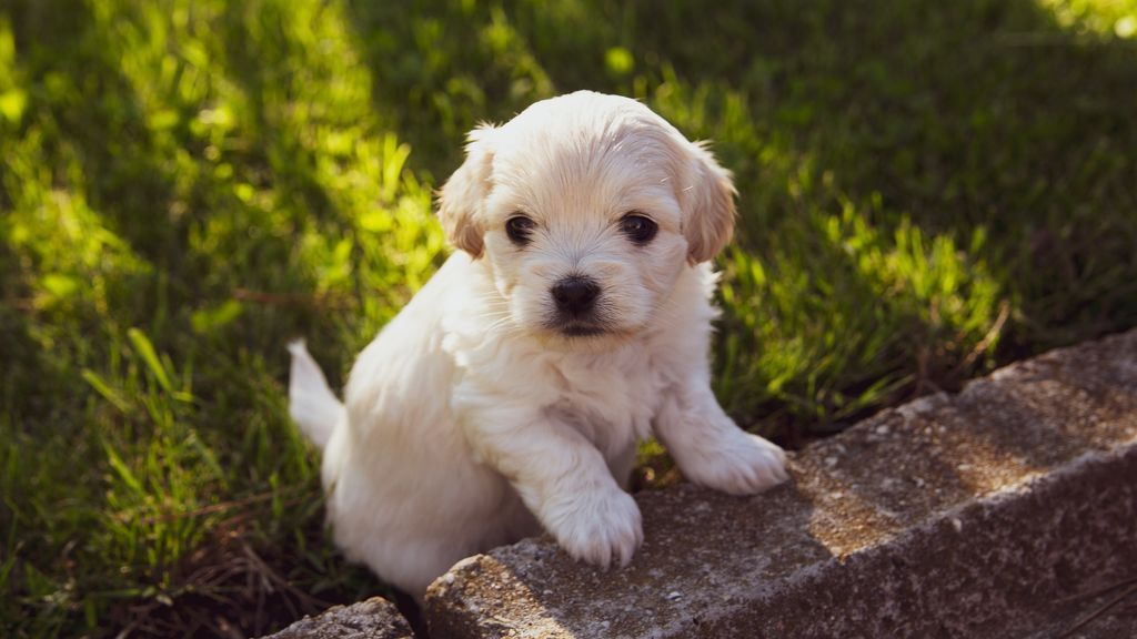 Tan monos y tan difíciles de acostar: conseguir que tu perro cachorro duerma bien no es difícil