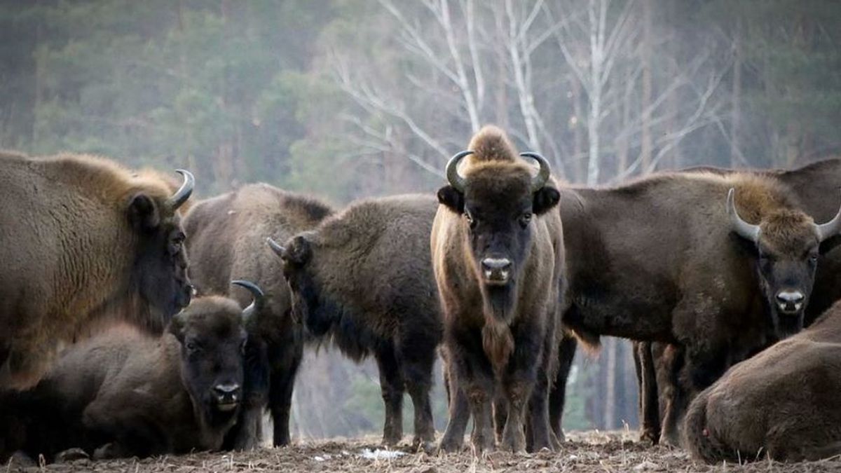 El bisonte salvaje vuelve a Reino Unido 6.000 años después