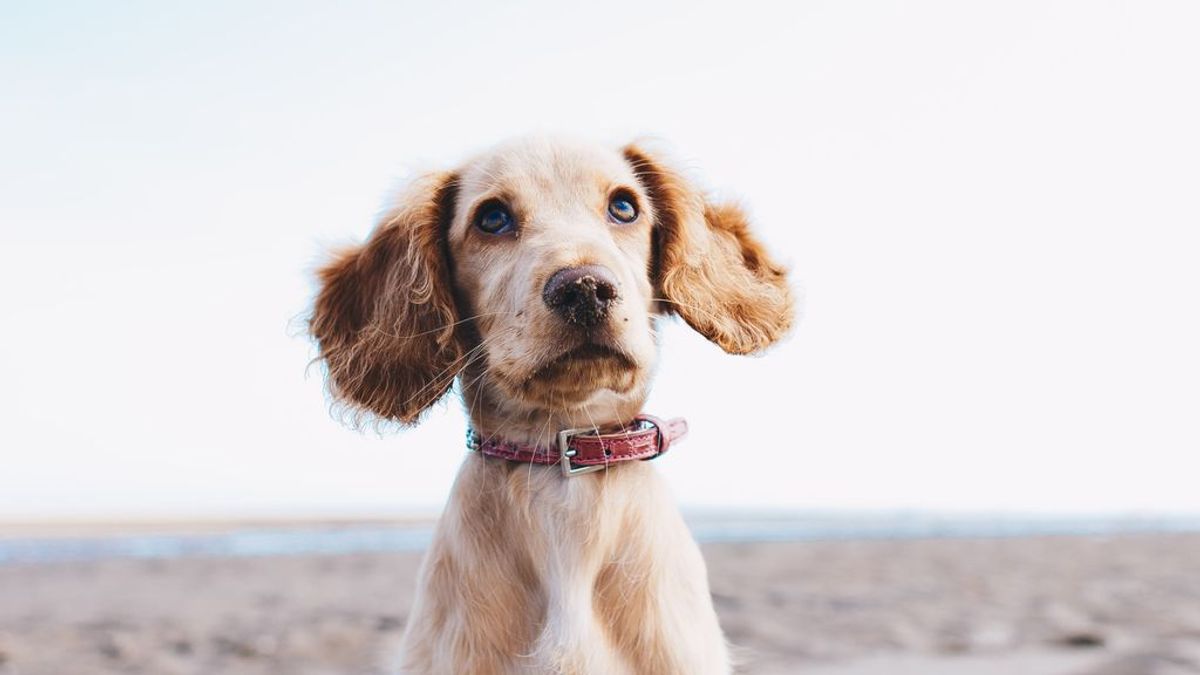 Beneficios y problemas del collar antiladridos, una de las últimas tendencias en cuidado canino