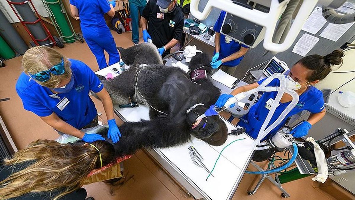 Le hacen el test de coronavirus a un gorila tras resultar herido en una pelea con su hermano y da negativo