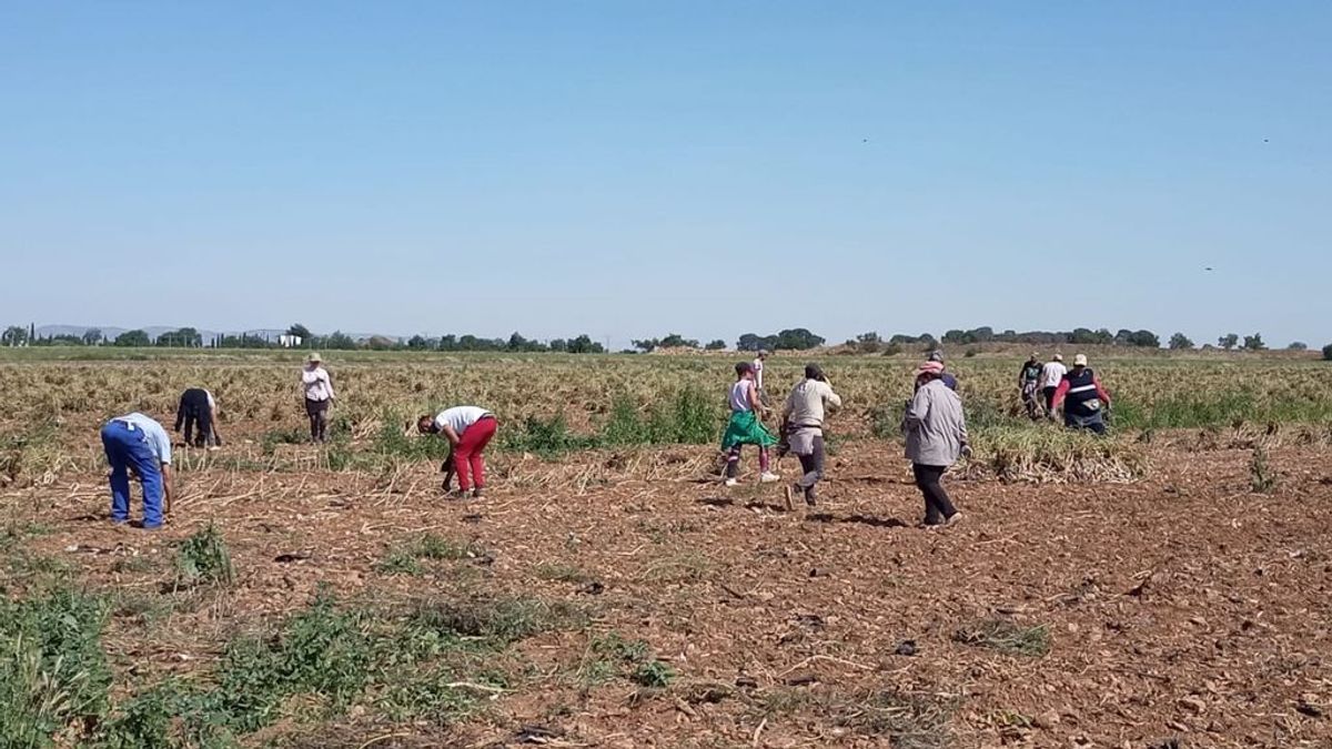 Detectado un nuevo brote en un asentamiento de temporeros en Albalate Detectado un nuevo brote en un asentamiento de temporeros en Albalate