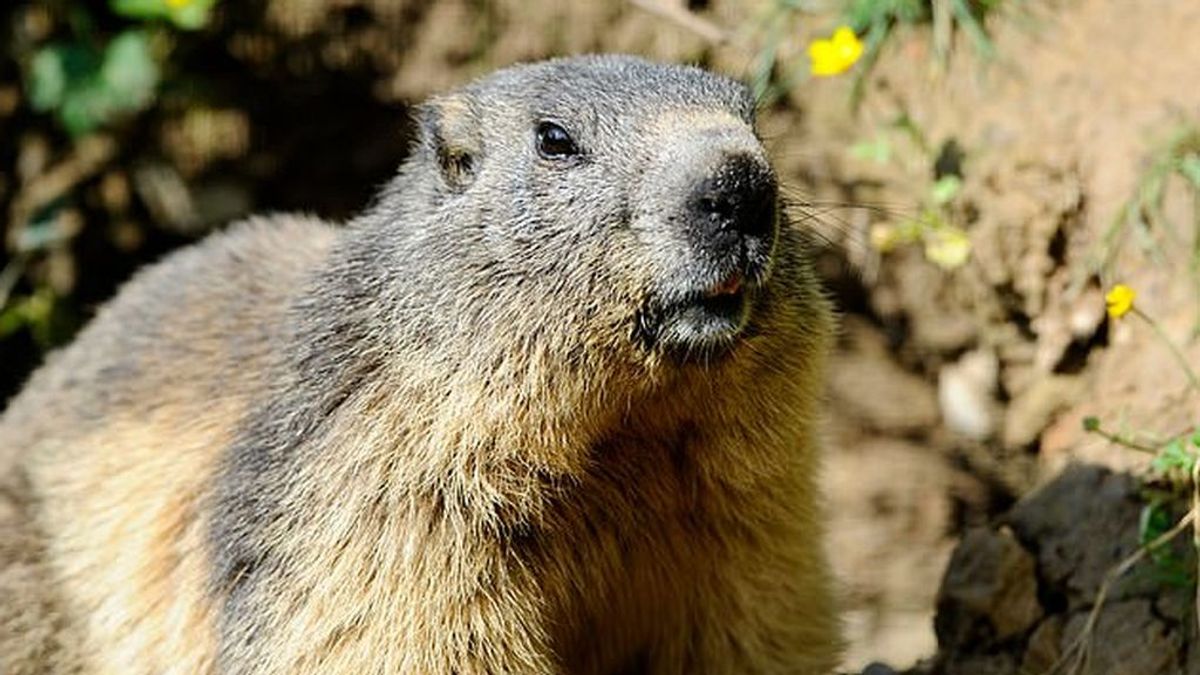 Un joven de 15 años muere de peste negra en Mongolia tras comer carne de marmota