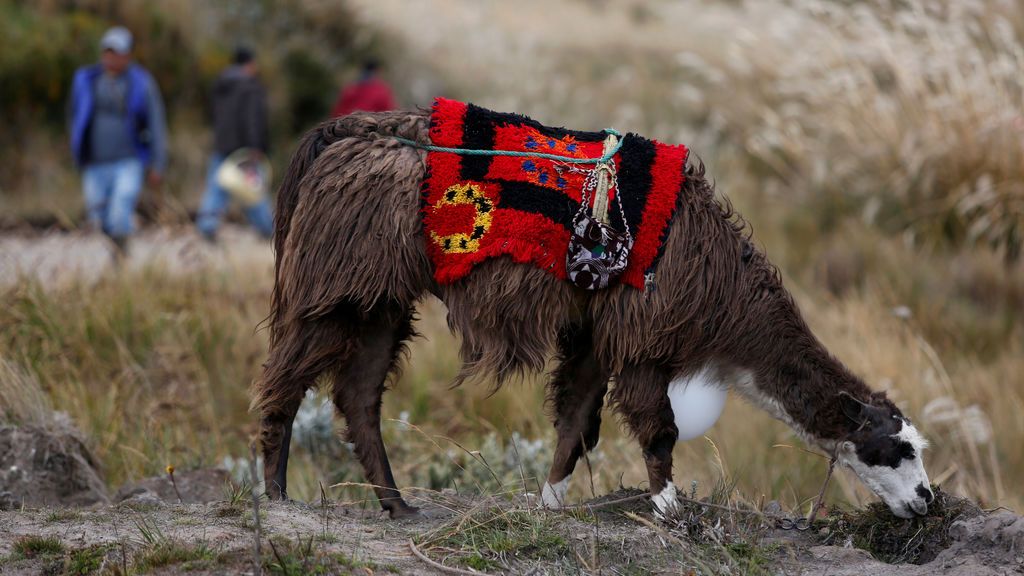 Los anticuerpos generados por las llamas logran, en pruebas de laboratorio, neutralizar al coronavirus Los anticuerpos generados por las llamas logran, en pruebas de laboratorio, neutralizar al coronavirus