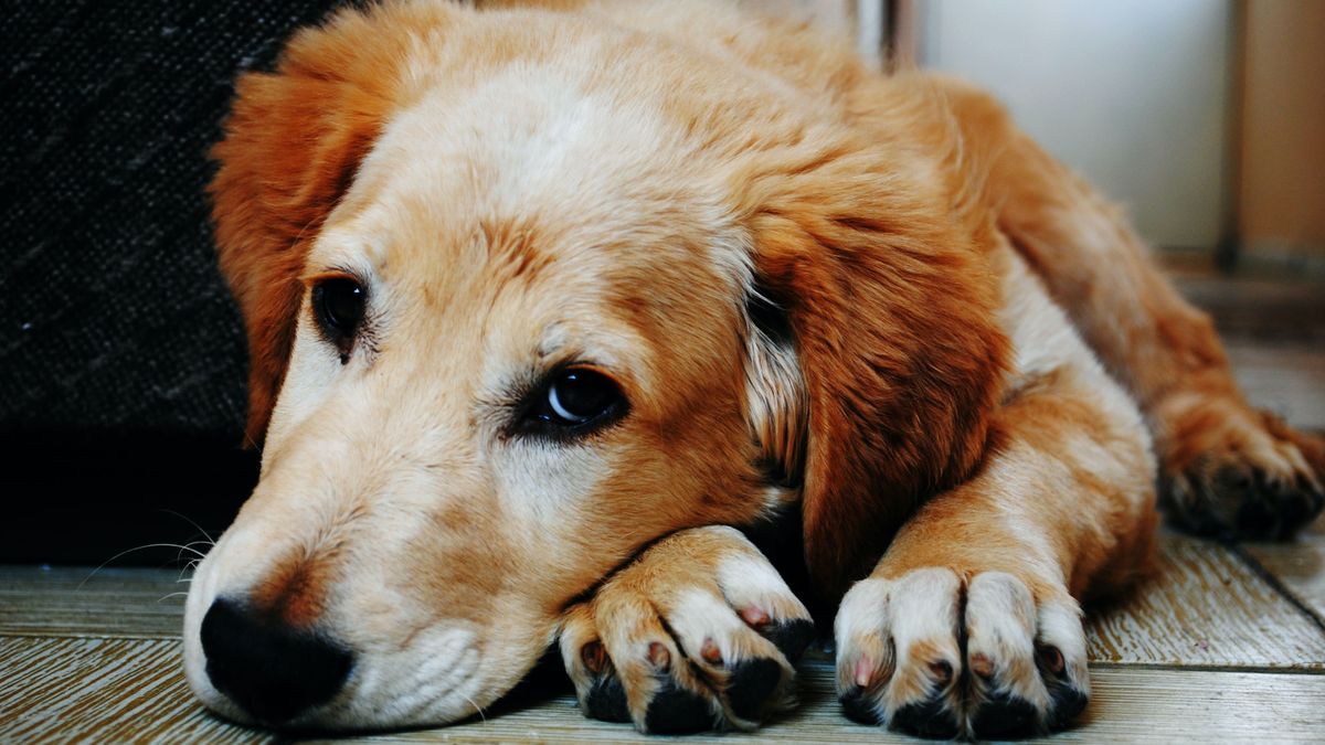 Oruga procesionaria: qué es, por qué es peligrosa y qué hacer si tiene contacto con tu perro
