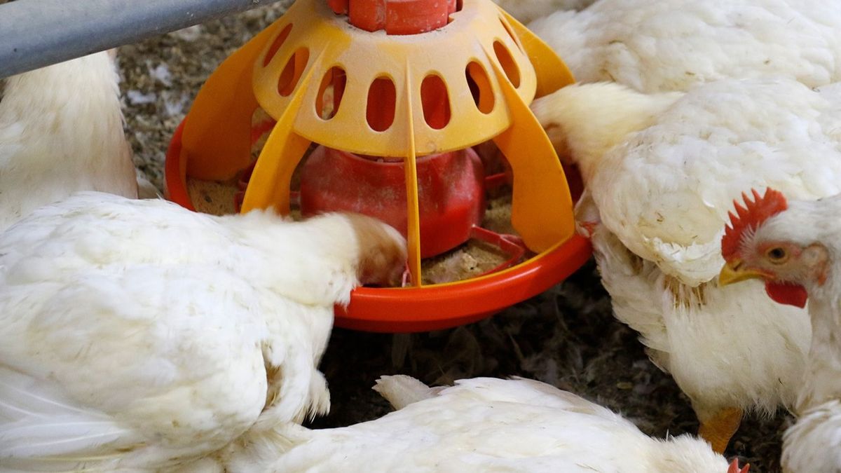 Gallinas y pollos comiendo Gallinas y pollos comiendo