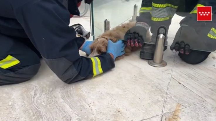 Los bomberos rescatan en Madrid a un cachorro de cuatro meses atrapado en el cerramiento de una piscina