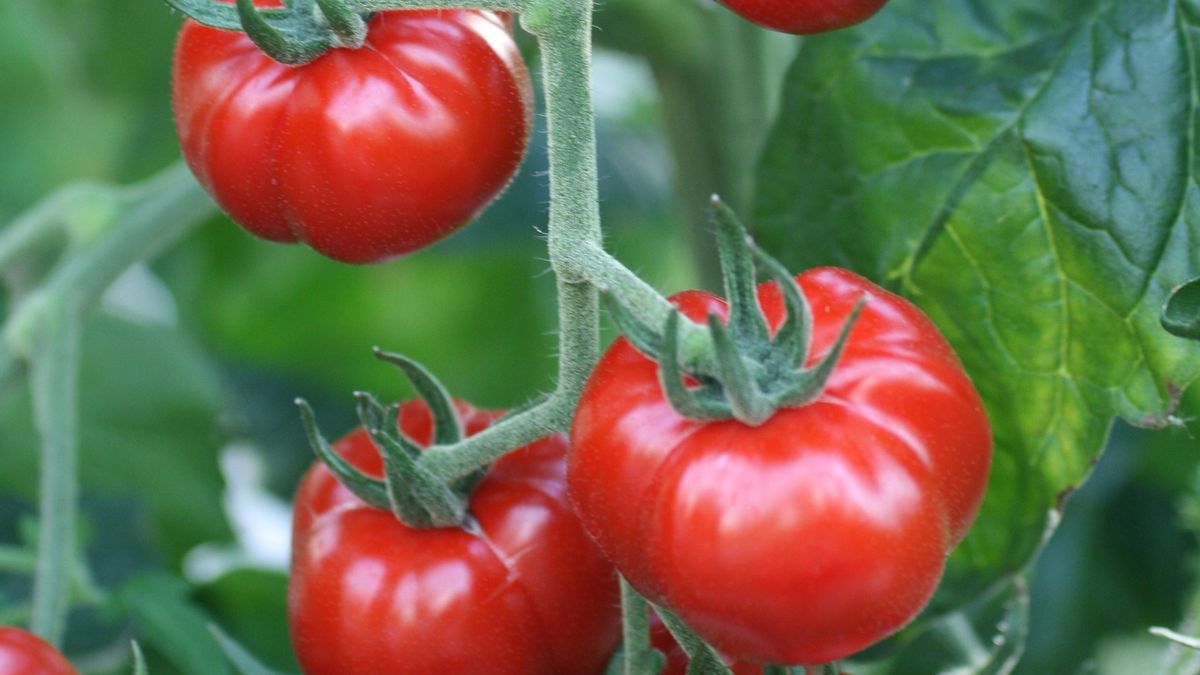 EuropaPress 4280509 tomate cerasiforme EuropaPress 4280509 tomate cerasiforme