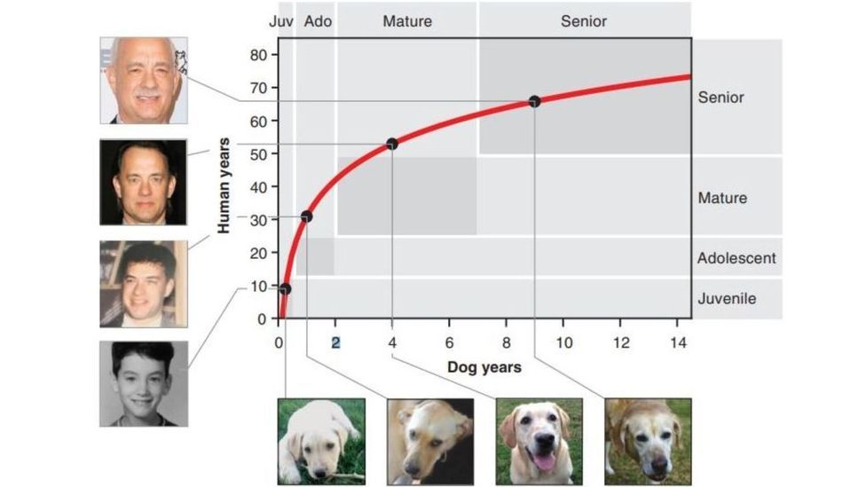Cómo calcular la edad un perro en años humanos - Uppers