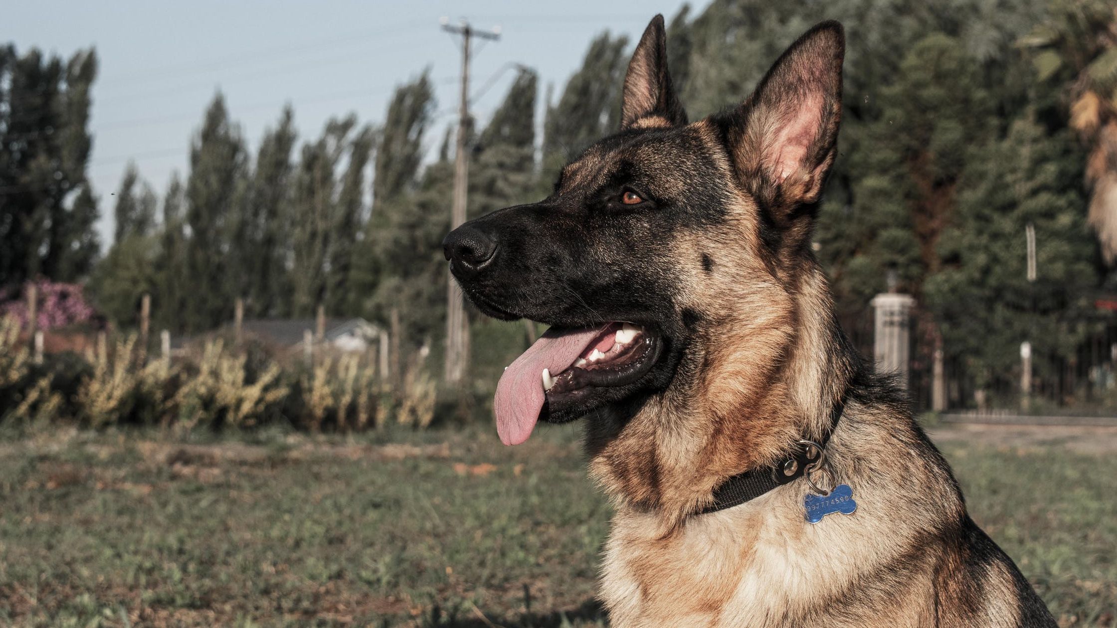 olfato perros 3
