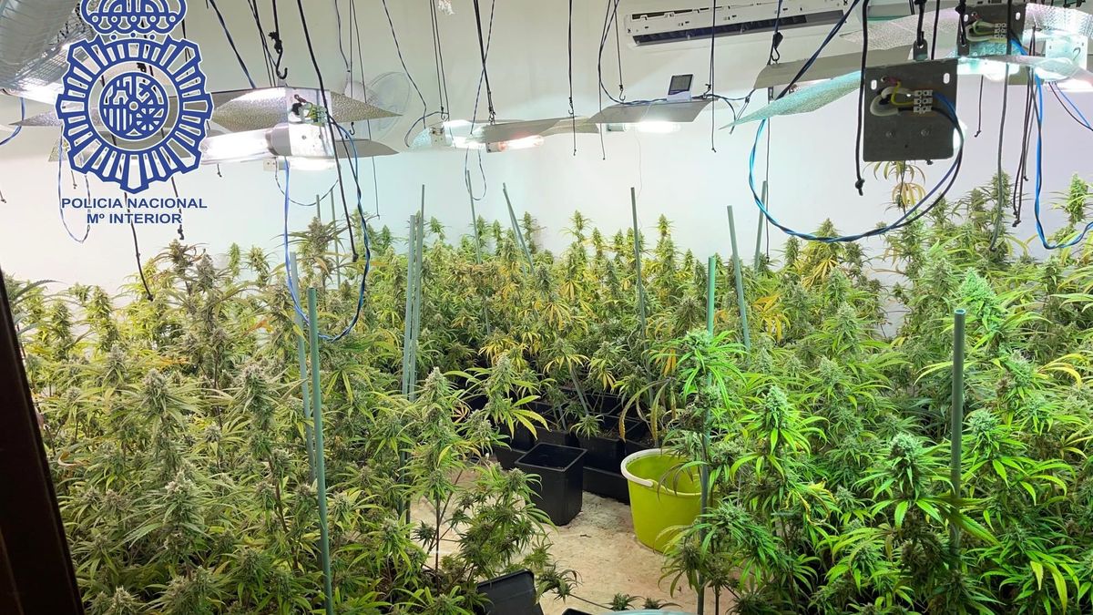 Plantación de marihuana incautada en Sevilla Plantación de marihuana incautada en Sevilla