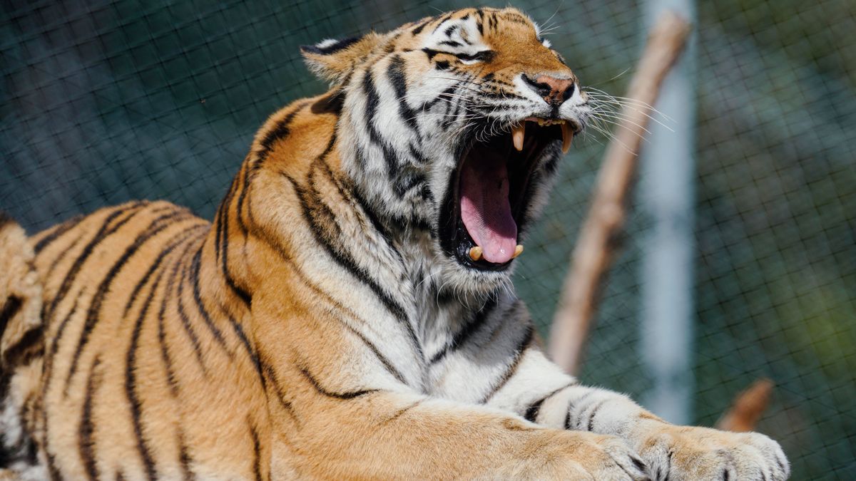 Por qué los bostezos son contagiosos en todo tipo de animales Por qué los bostezos son contagiosos en todo tipo de animales