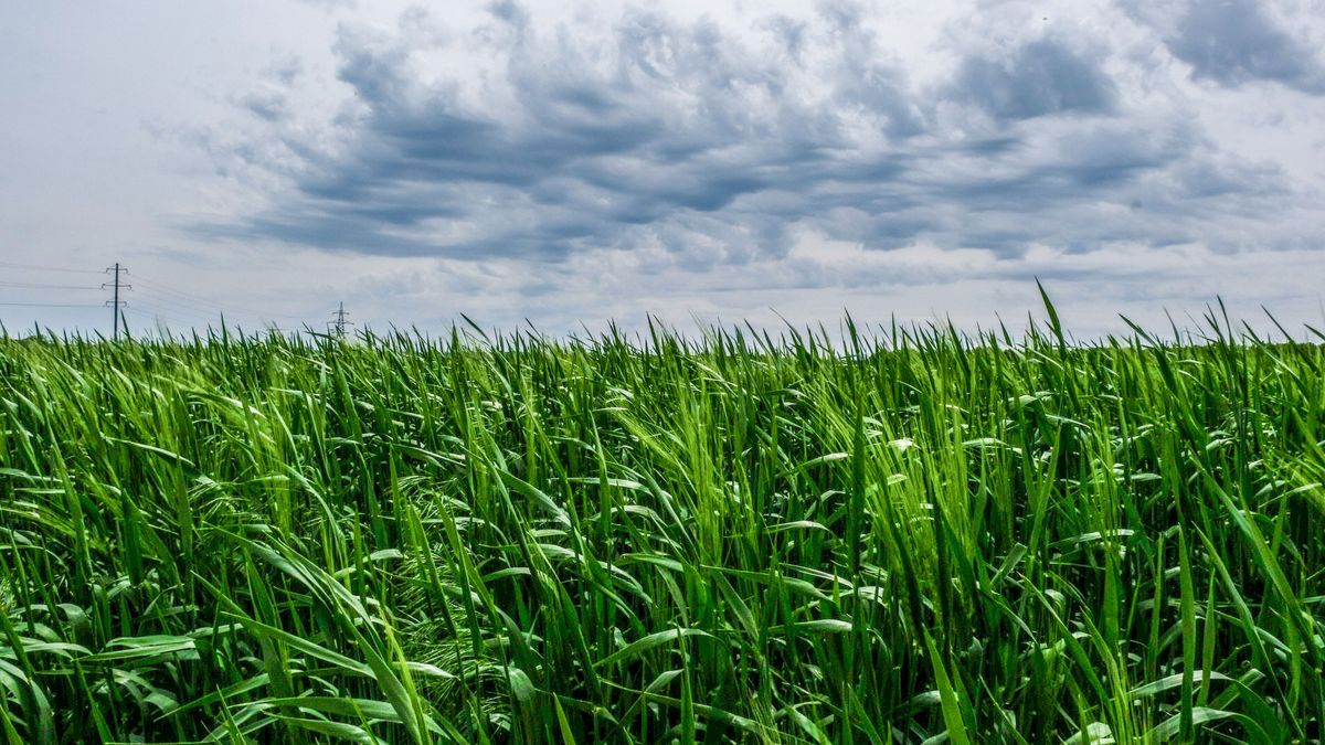 Una campo de trigo en Ucrania Una campo de trigo en Ucrania