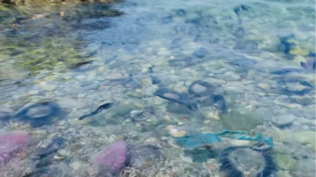 Una plaga de medusas invade las playas del Port de la Selva
