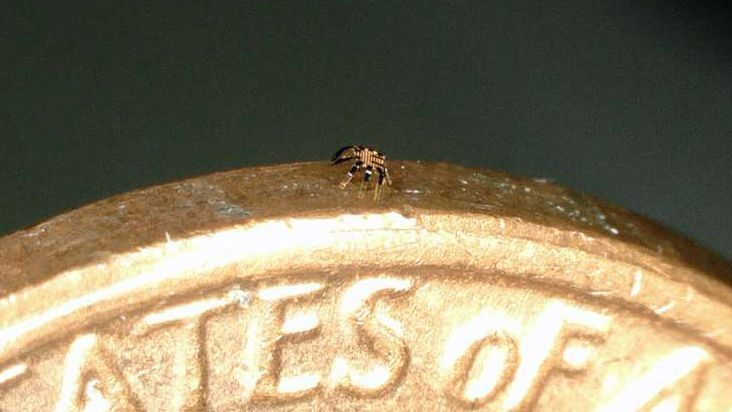 Cangrejo robot 'peekytoe' más pequeño que una moneda