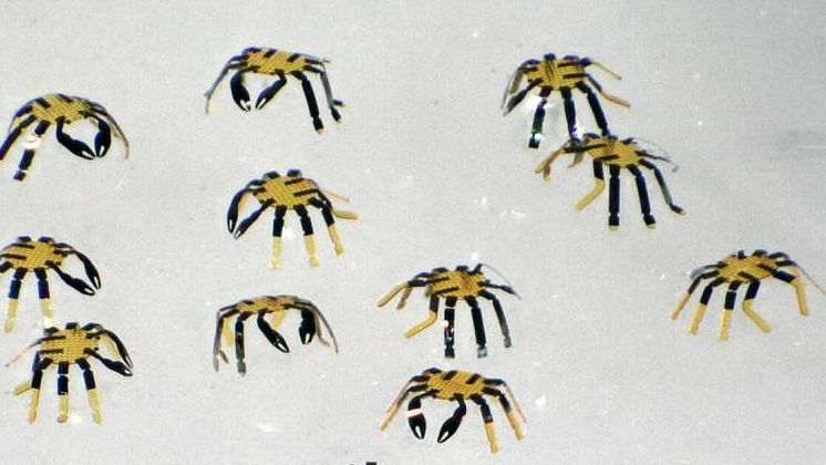 Cangrejo robot 'peekytoe' más pequeño que una moneda