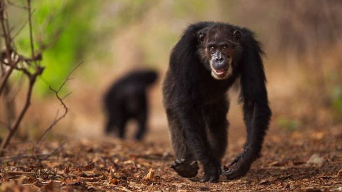 Frodo, el chimpancé que raptó y devoró a una niña en un parque de Tanzania en 2002