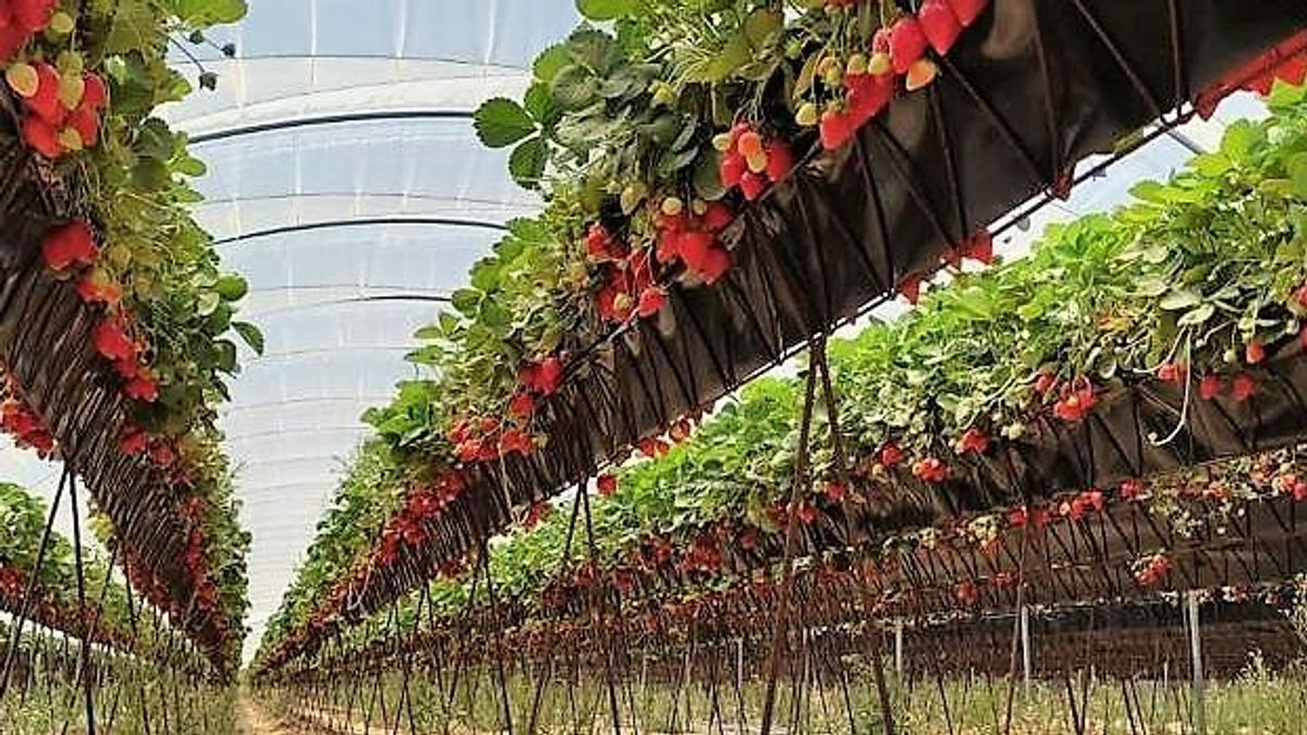 Parcelas de fresas abandonadas por falta de personal para recogerlas Parcelas de fresas abandonadas por falta de personal para recogerlas