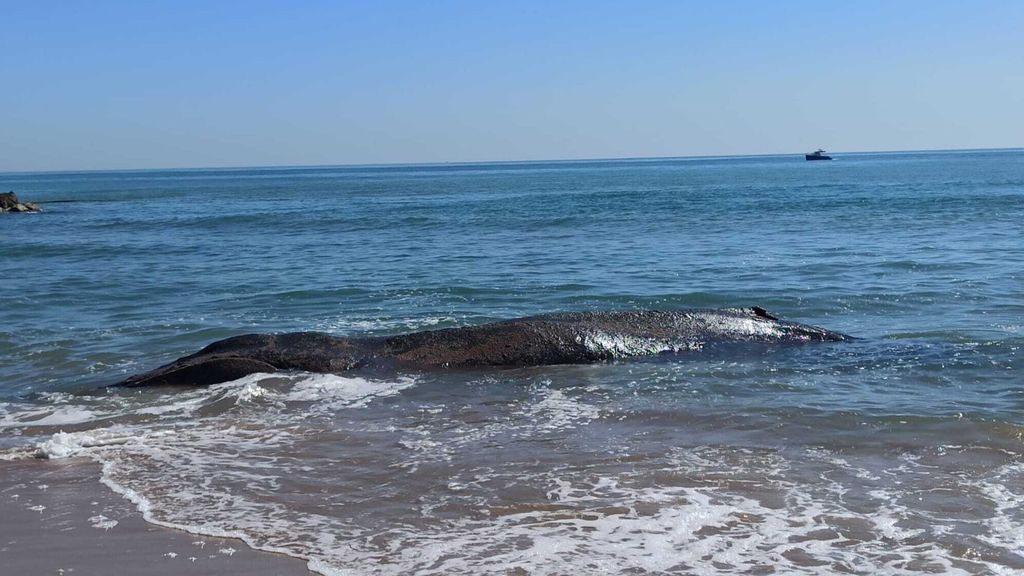 Muere una ballena varada en la playa de Tavernes de la Valldigna